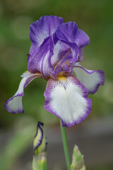 Purple and white iris flower in detail.