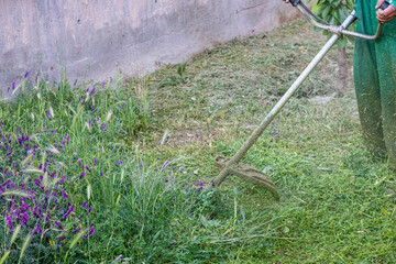 Farmer mowing green grass with a scythe in the garden.