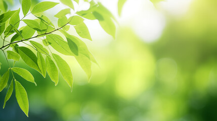 Obraz premium Closeup nature view of green leaves on blurred green background. 16:9 wallpaper