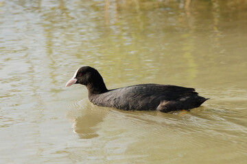 Focha común, fulica atra, nadando en el parque natural el Hondo, España