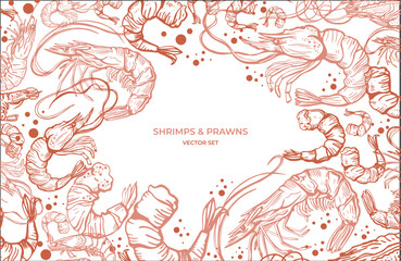 Hand drawn isolated vector set of shrimps and prawns. Shrimps and langoustines on a white background.. Seafood, food vintage illustration. Design template.