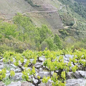 Vi&ntilde;edos en la Ribeira Sacra, Galicia