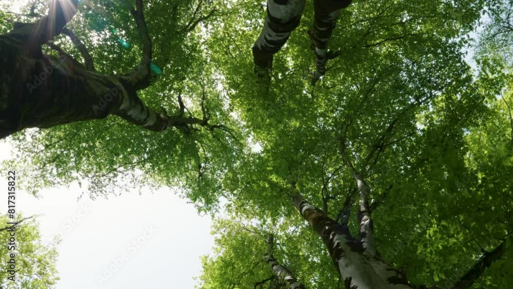 Poster bottom up view of tall trees with green leaves, sunlight filtering through the canopy on a clear aft