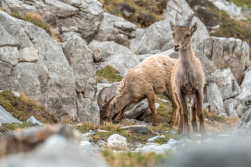 Ibex young grazing in the French alps, the national park of the Vanoise