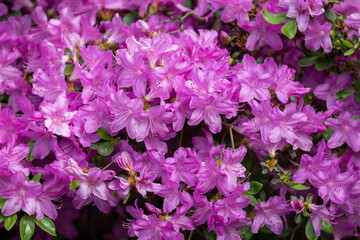 Light purple azalea flowers outside in the garden.