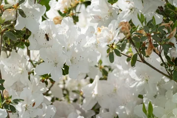 Fototapeten Azalee White azalea flowers outside in the garden.  © lapis2380