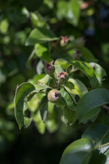 Green small pear fruits and leaves.