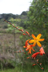 Obraz premium Flowers 