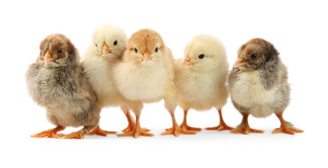 Many cute chicks isolated on white. Baby animals