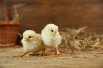 Cute chicks on wooden table. Baby animals