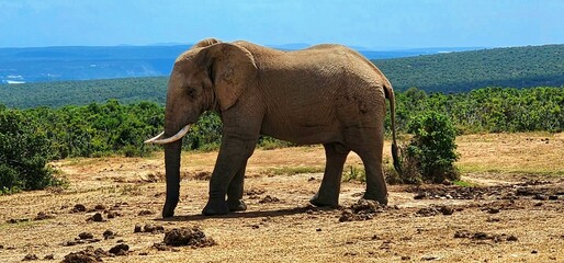 Close up of Elephant at waterhole in Addo National Park 