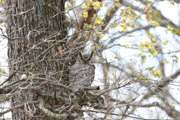 Great Horned Owl Bird Sitting on a Branch