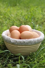 Fresh chicken eggs in basket on green grass outdoors
