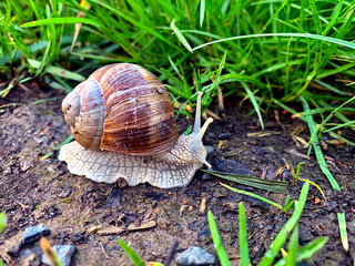snail on a green leaf.