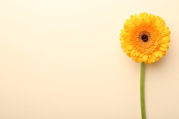 Beautiful yellow gerbera flower on beige background, top view. Space for text