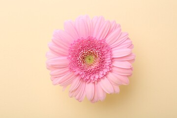 Beautiful pink gerbera flower on beige background, top view