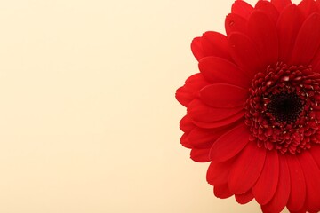 Beautiful red gerbera flower on beige background, top view. Space for text