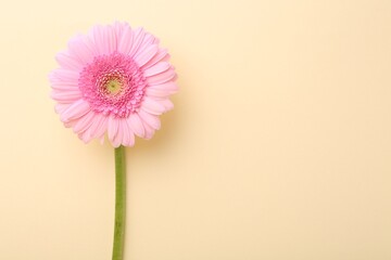 Beautiful pink gerbera flower on beige background, top view. Space for text