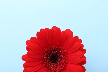 Beautiful red gerbera flower on light blue background, top view. Space for text