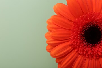 Beautiful red gerbera flower on pale green background, top view. Space for text
