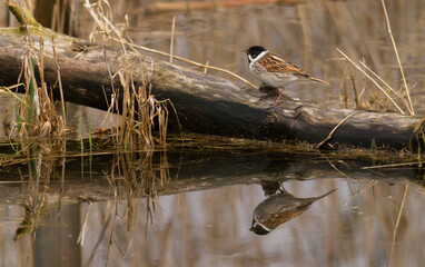 A Reed bunting resting on a branch near water with a reflection