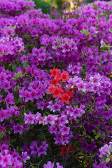 Vibrant Pink Azalea Flowers Blooming in Sunlit Garden