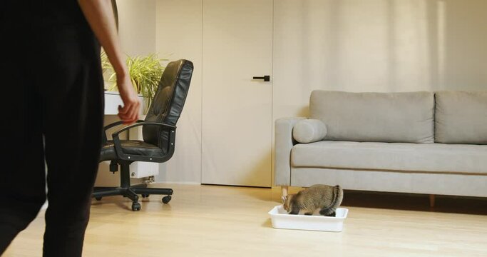 A pet cleans up the toilet, digs cat litter in the tray with. Owner cleaning cat litter box at home. A young cat is in a litter box on the floor and pees. Cat sniffs on litter in a tray.