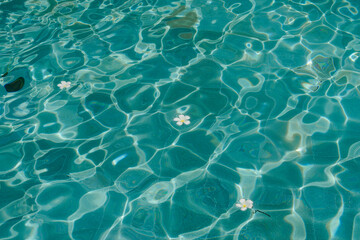 Fototapeta premium Floating Frangipani Flowers in Clear Pool Water