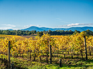 Rows Of Autumn Vines Before Hills