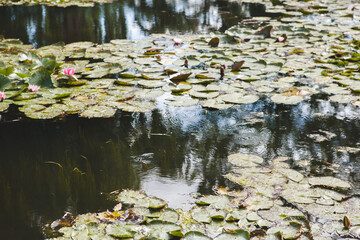 The Water Lily Pond in Monet's Garden in Giverny on a Sunny Day