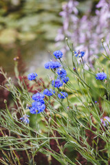 Flowers in Monet's Gardens on Sunny Day in Giverny