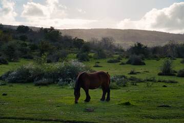 Obraz premium Basque Mountain Horse is a breed of horse from the Basque Country of Spain and France. Pottoka autochthonous breeds in danger of extinction