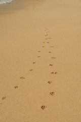 Animal Footprints on Sandy Beach