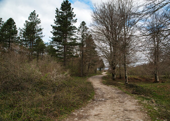 Photograph of a very wide trail for mountain biking or hiking.