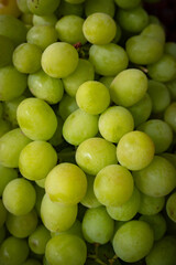 green grapes on the vine