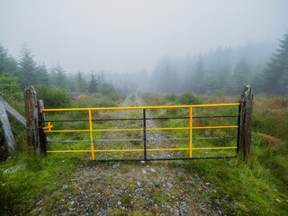Metal gate is yellow and black, entrance to a forest in a fog. Rural country scene in Ireland....