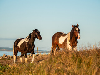 Two brown and white horses in a field, ocean and blue sky background. Popular hobby and sport....