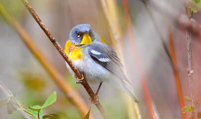 Northern parula warbler