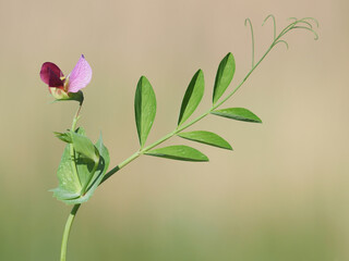 Flower of wild pea plant, Pisum sativum
