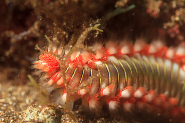 Close-up of part of a marine fire worm