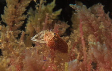 A wasp shrimp moves in its marine habitat surrounded by algae.