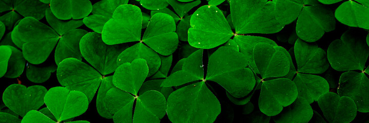 clover in dark forest, background