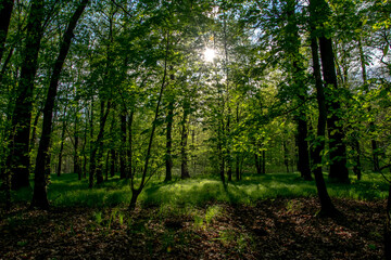 Obraz premium interior of a deciduous forest in spring
