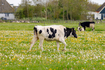Group of black and white Dutch cows on green meadow, Typical spring polder with wild flowers and...