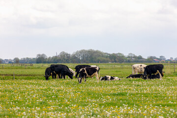 Group of black and white Dutch cows on green meadow, Typical spring polder with wild flowers and farm house, Open farm with dairy cattle on grass field, Countryside farm in North Holland, Netherlands.
