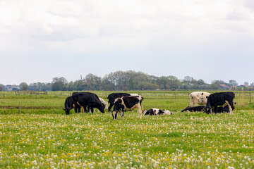 Group of black and white Dutch cows on green meadow, Typical spring polder with wild flowers and...