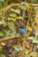 Paradise flycatcher bird in the Ebony Forest Reserve of Mauritius