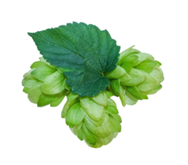 Three fresh Green Hop cones with leaf Isolated on transparent background. Close up Hop cones for making beer and bread. Fresh green hop branch.