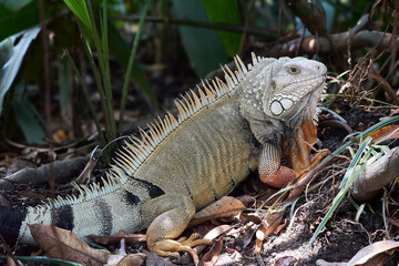 Iguana in its environment