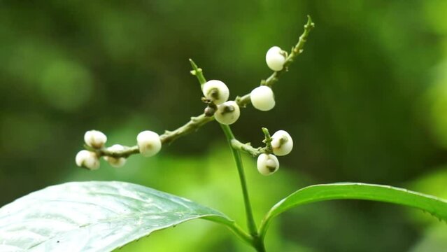 Chloranthus officinalis (Chloranthus erectus, Lowland Chloranthus, Rami Hutan, Sambau Paya, Sembau, Sigueh Puteh).  This plant was popularly used as tea in Indonesia